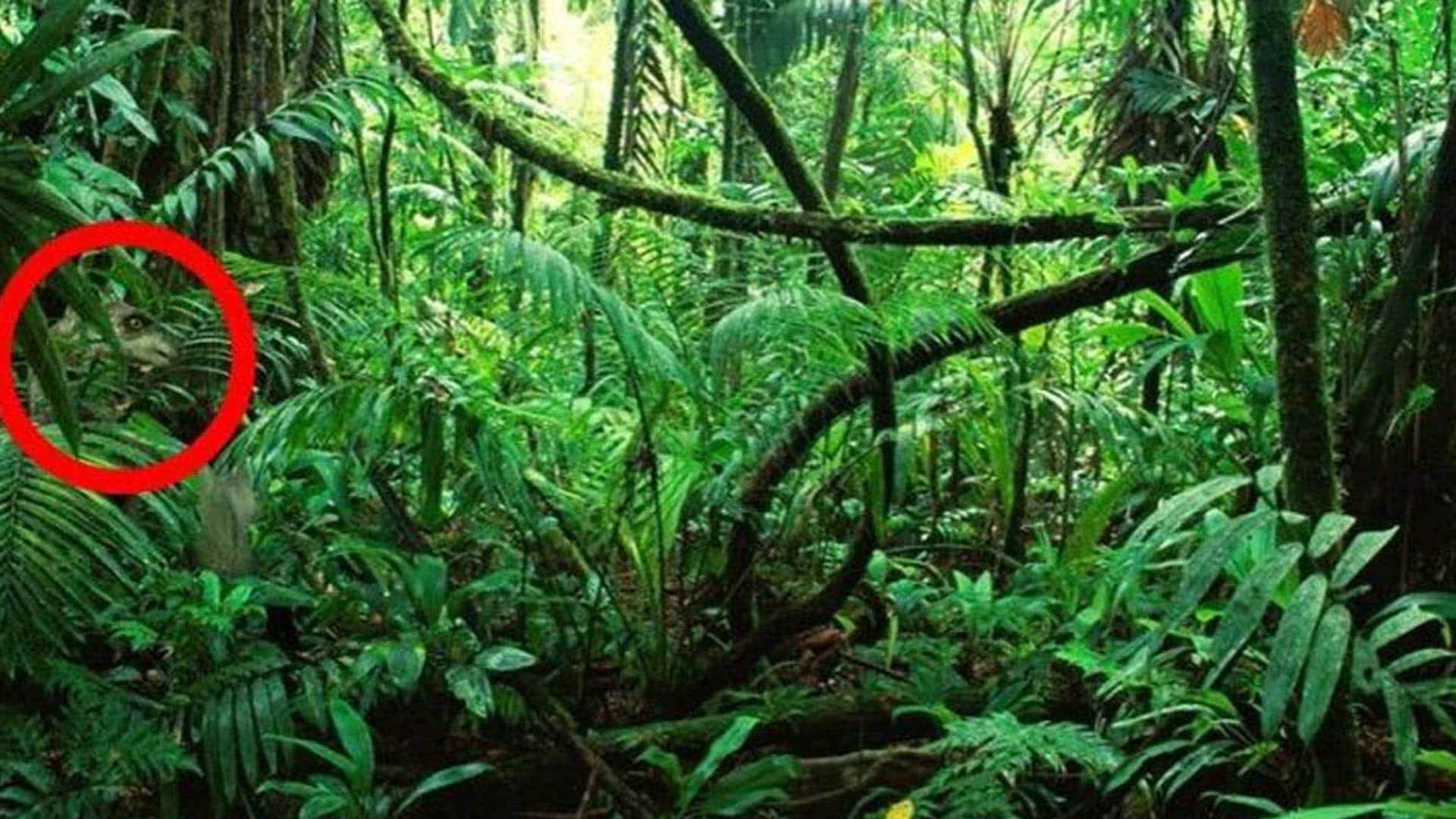 optical llusion a dangerous animal is hiding behind a tree can you find the animal