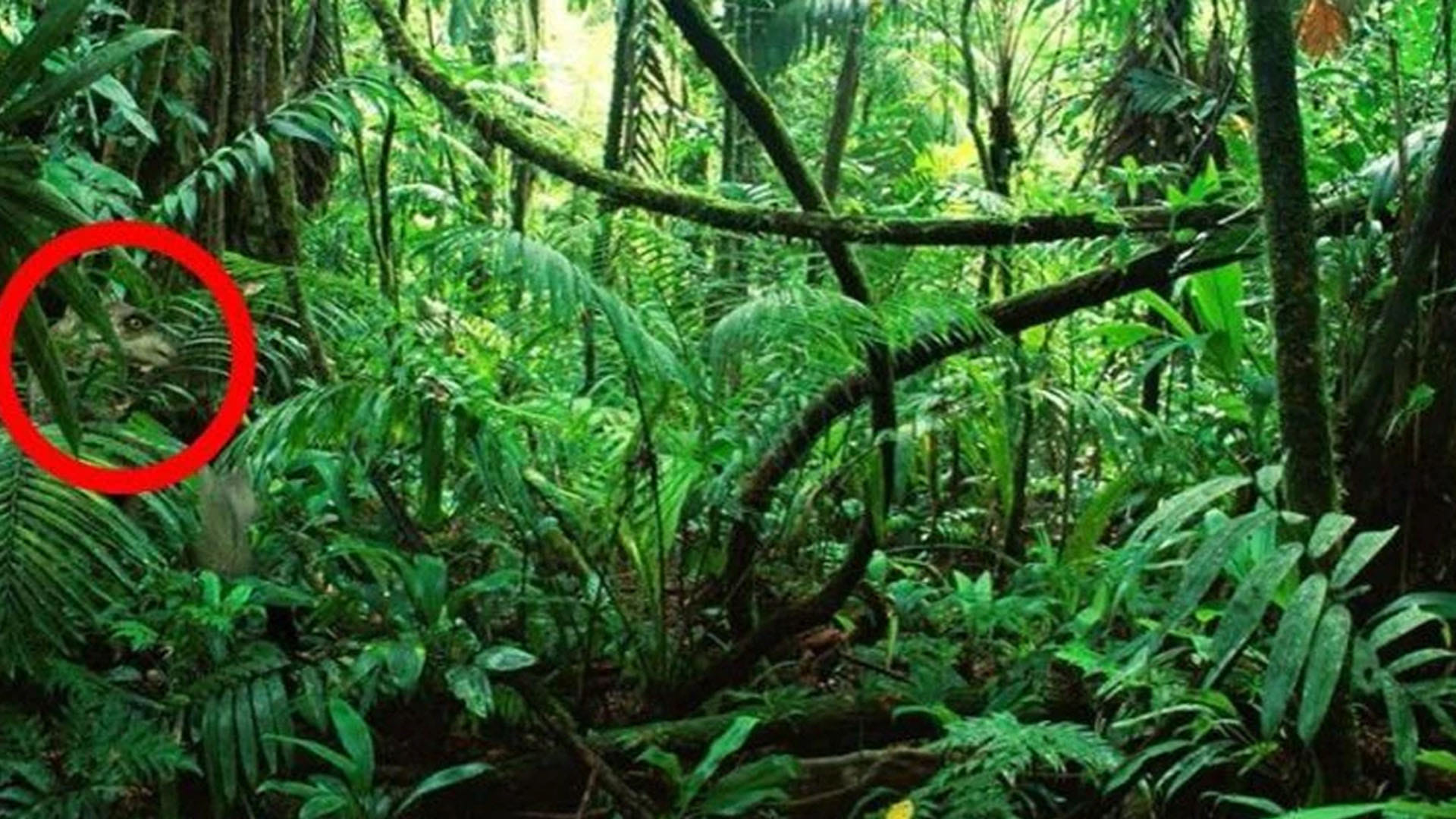 optical llusion a dangerous animal is hiding behind a tree can you find the animal
