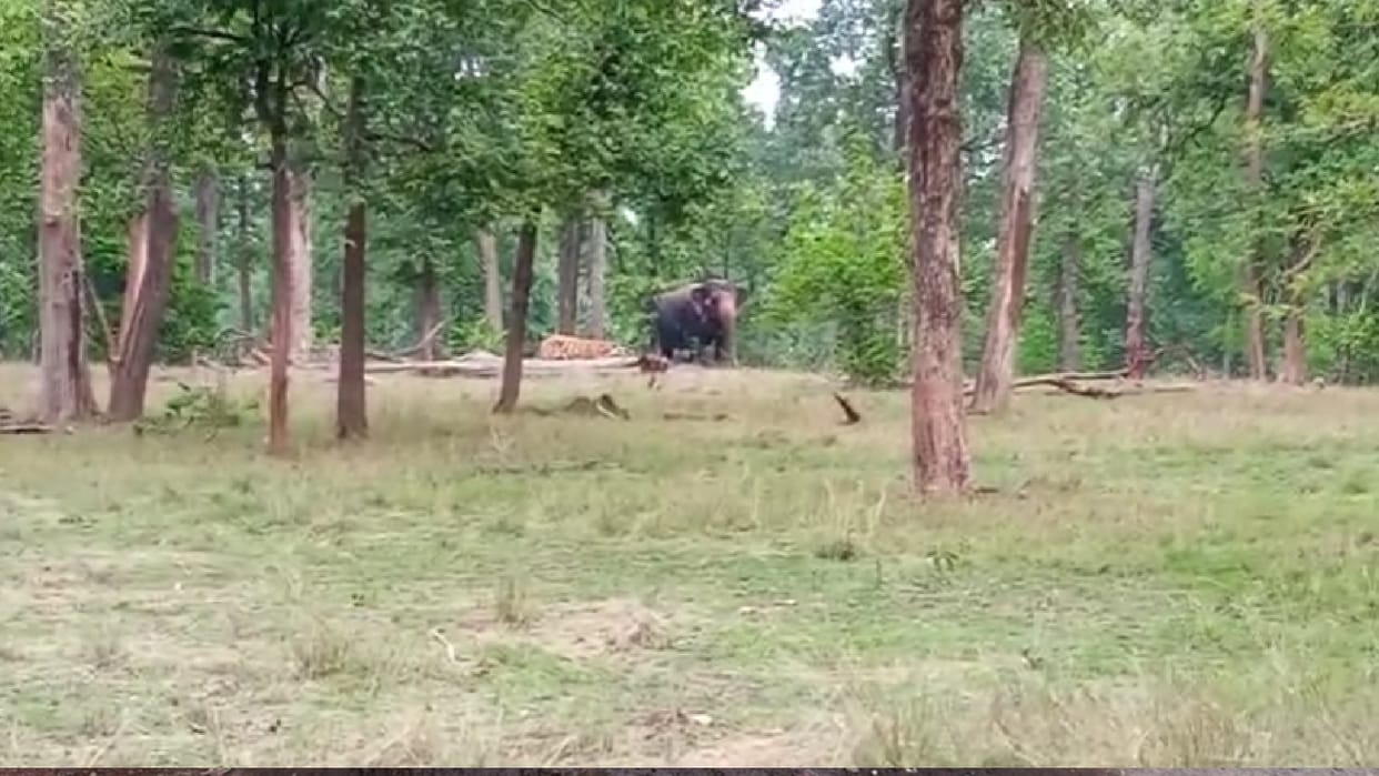 Seoni: Elephants and tigers were seen roaming together in Pench Tiger Reserve, tourists were thrilled, a special sight was captured in the camera