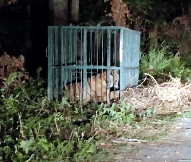 The campaign to catch the tigress was going on, the tiger was imprisoned