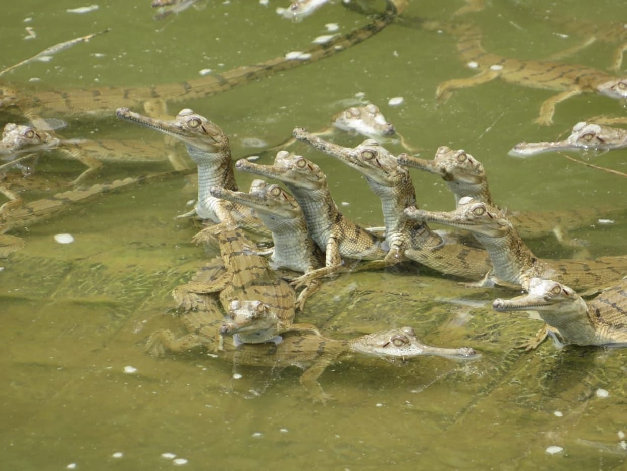 50 crocodile babies found in Corbett's Sarpaduli