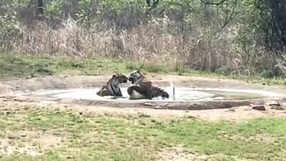 Panna: Three tigers seen together in Mandla tourism area, tigress was seen having fun in the water with the cubs to get relief from the heat