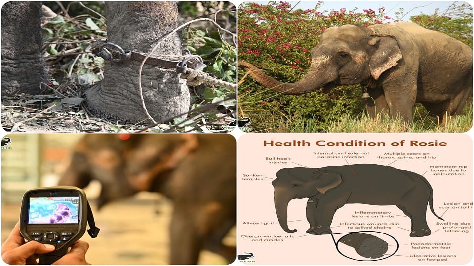 39-year-old elephant Rosie freed from chains reached mathura hospital