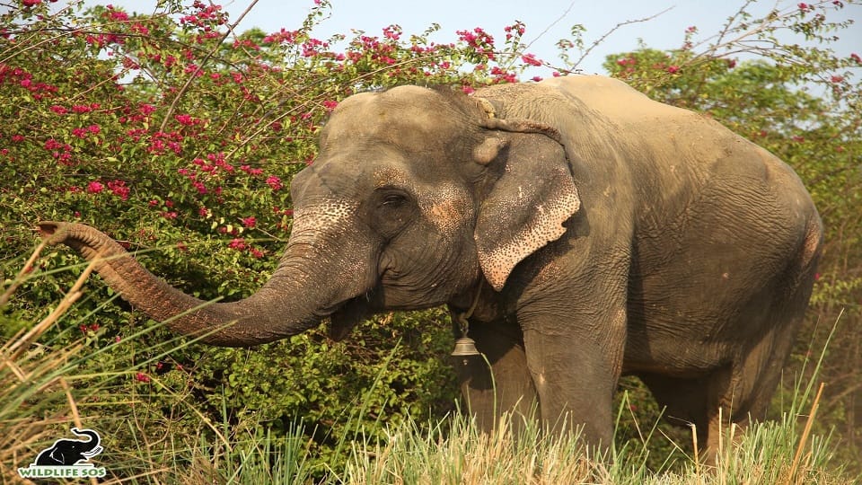 39-year-old elephant Rosie freed from chains reached mathura hospital