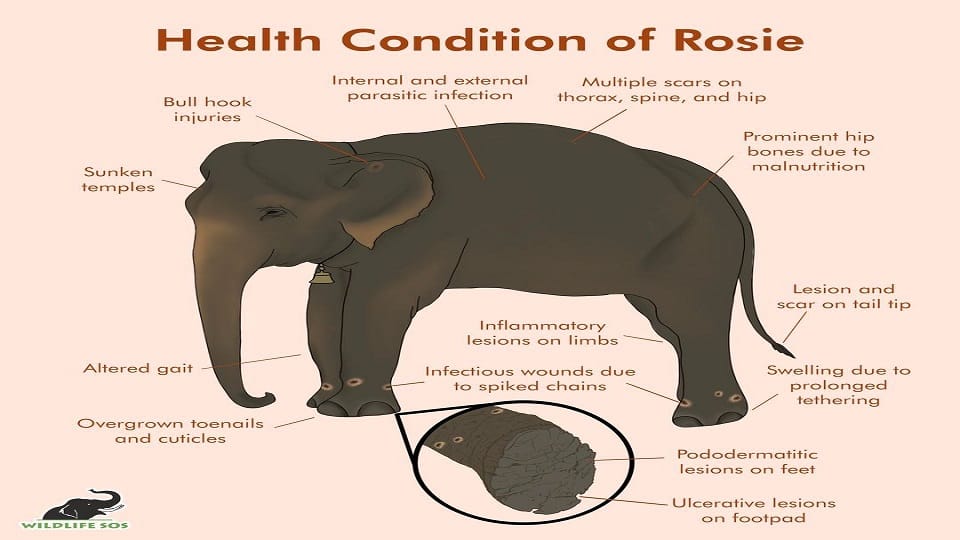 39-year-old elephant Rosie freed from chains reached mathura hospital