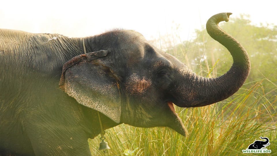 39-year-old elephant Rosie freed from chains reached mathura hospital