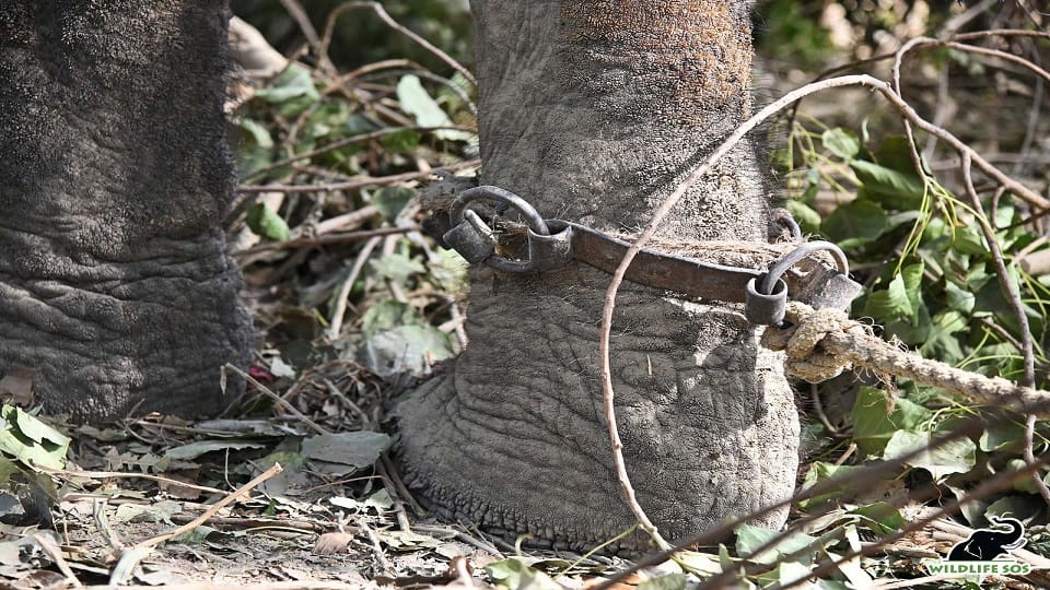 39-year-old elephant Rosie freed from chains reached mathura hospital