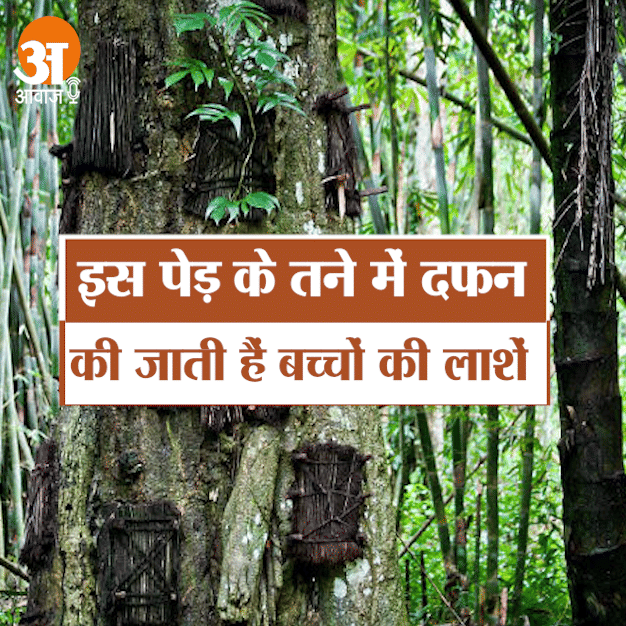 Children's corpses are buried in the trunk of this tree