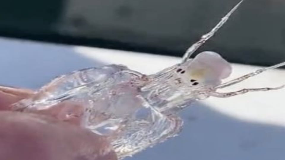 Fisherman found a creature like Alien Fish shape is completely different from normal sea creatures and fish
