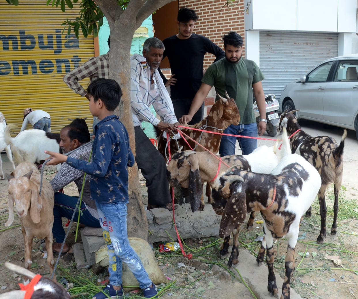 Goat sales increased