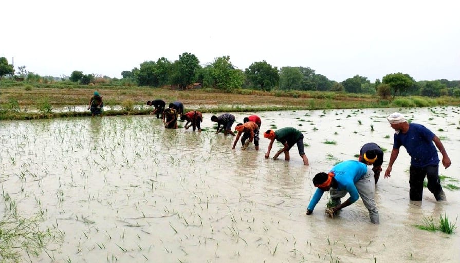 Gorakhpur Monsoon Paddy nursery affected due to below average rainfall in June