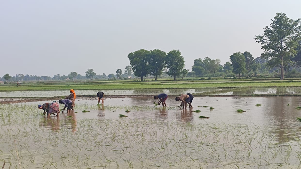 agriculture