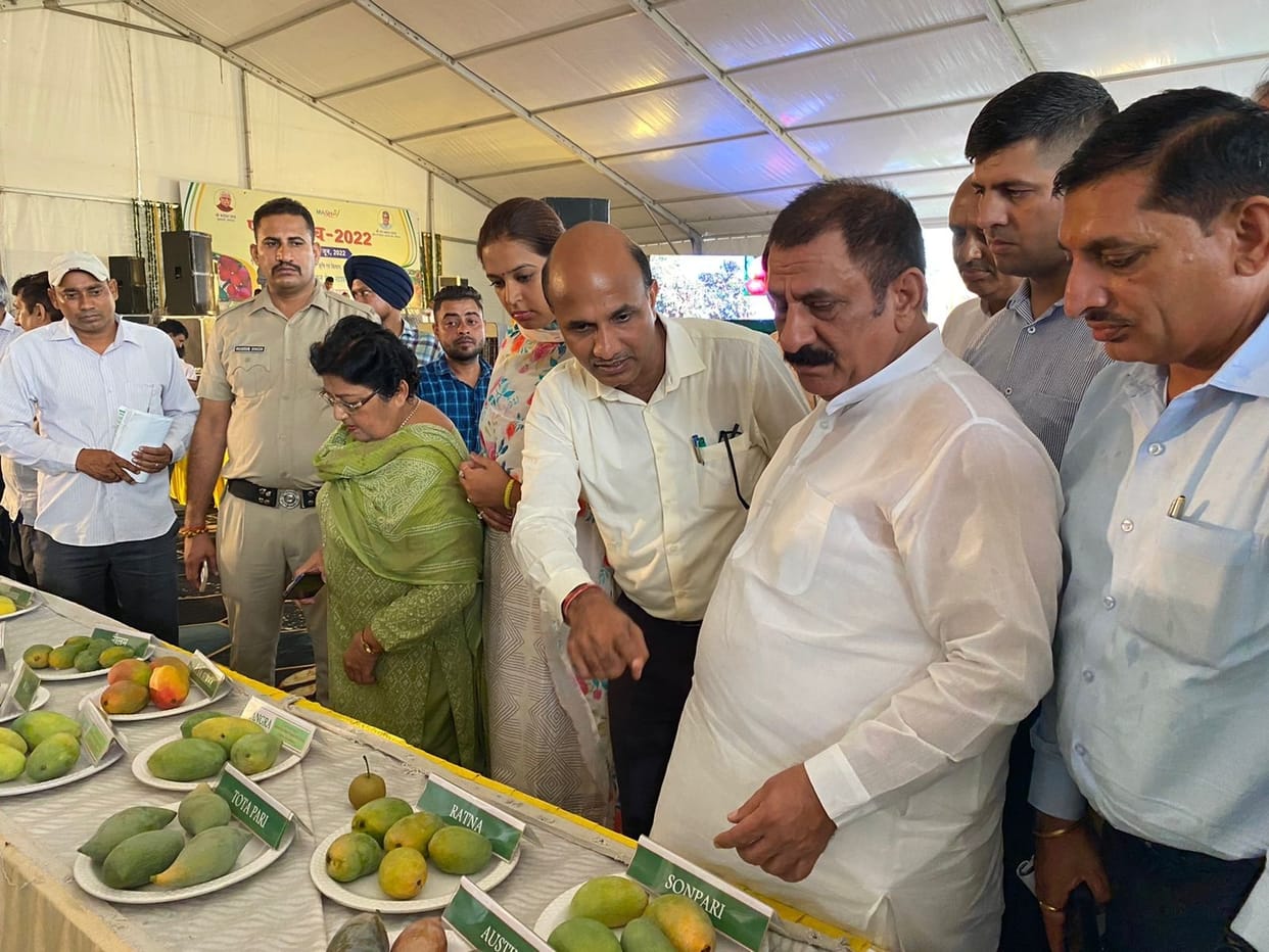 Totapari, Chausa and Amrapali mango attracted, Kurukshetra