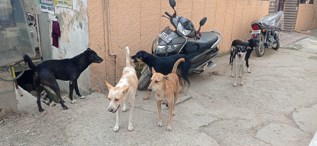 Increase in the number of unclaimed dogs due to lack of castration, Kurukshetra