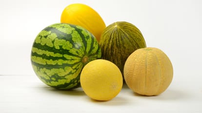 How Many Varieties Of Watermelon In India Know Types Of Watermelon List In Hindi