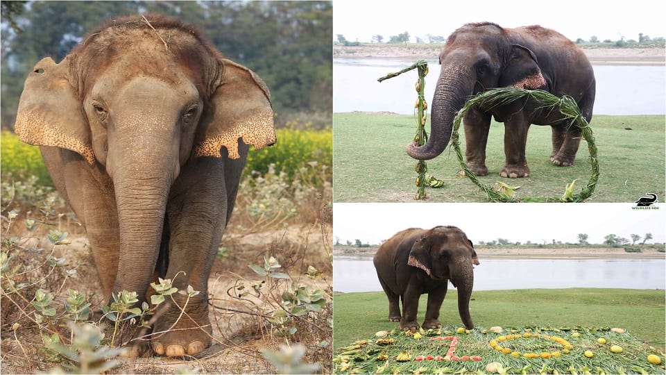Elephant Chanchal Celebrate 10th Birthday Of Freedom Works For Begging