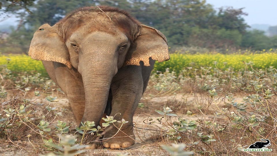 Elephant Chanchal Celebrate 10th Birthday Of Freedom Works For Begging