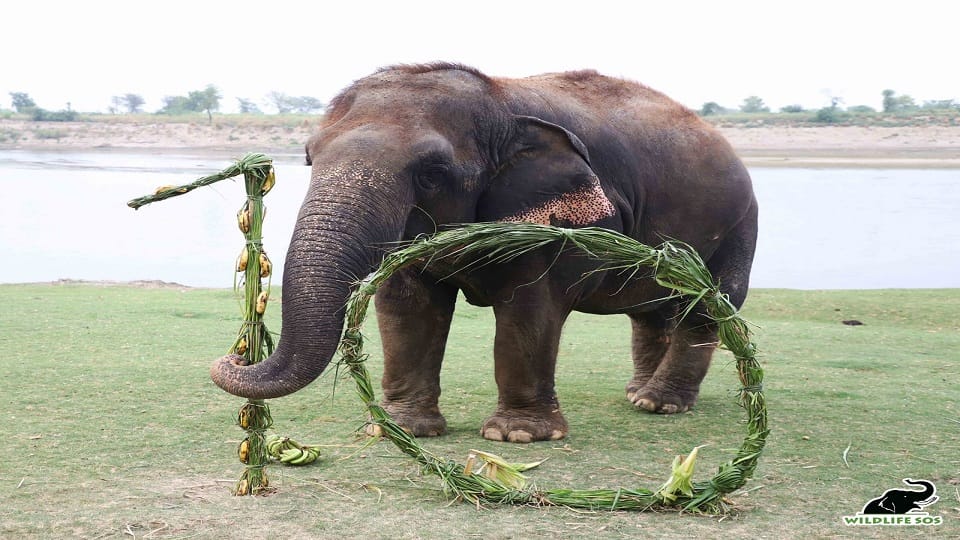 Elephant Chanchal Celebrate 10th Birthday Of Freedom Works For Begging
