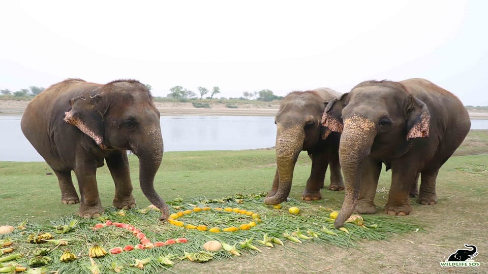 Elephant Chanchal Celebrate 10th Birthday Of Freedom Works For Begging
