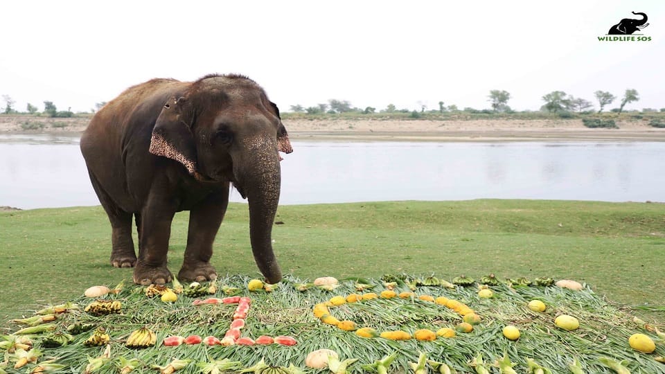 Elephant Chanchal Celebrate 10th Birthday Of Freedom Works For Begging
