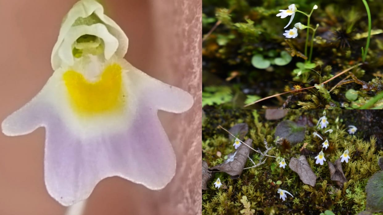 Carnivorous plant found in Uttarakhand, which eats mosquitoes and insects, See Photos