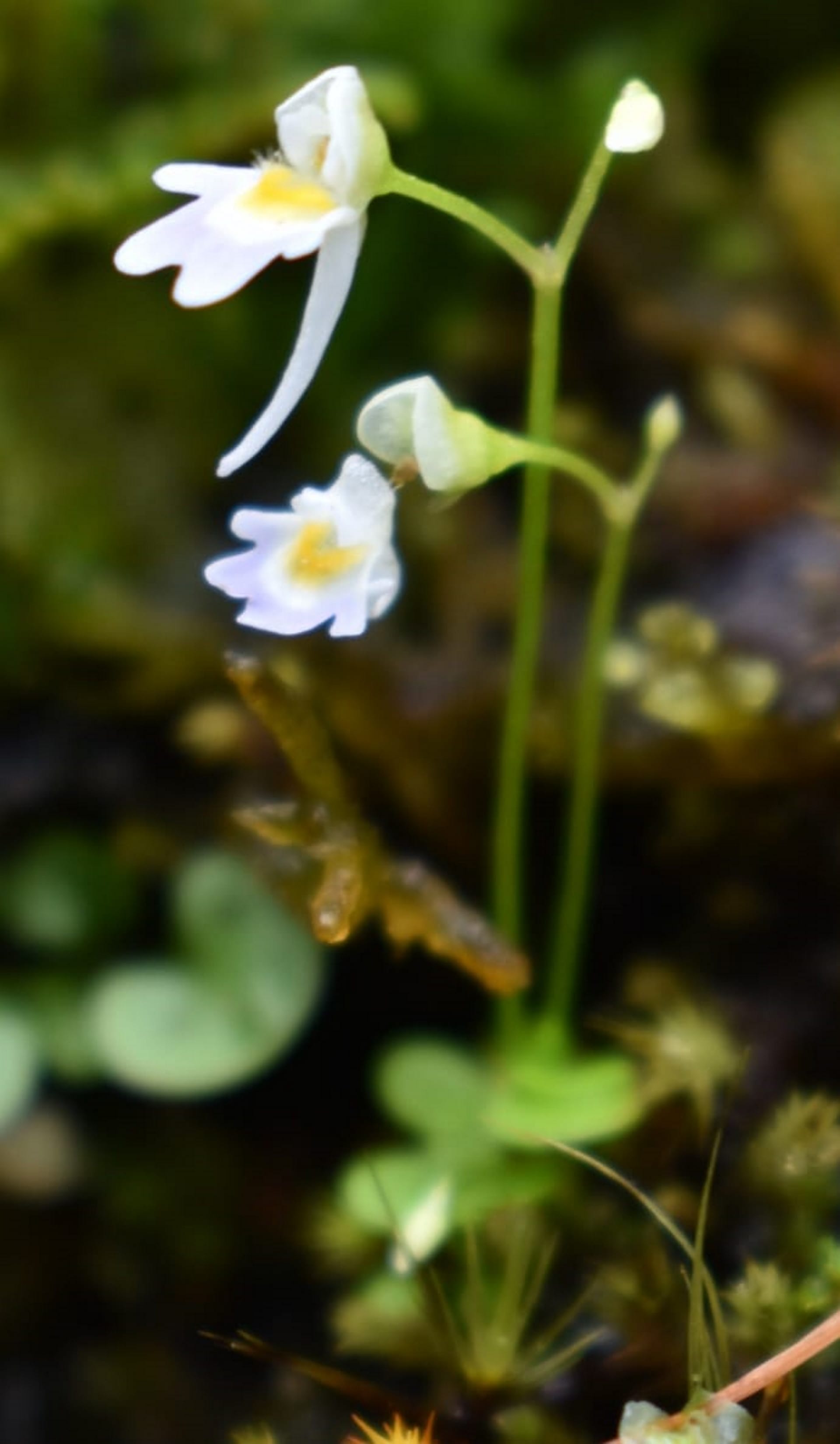 Carnivorous plant found in Uttarakhand, which eats mosquitoes and insects, See Photos