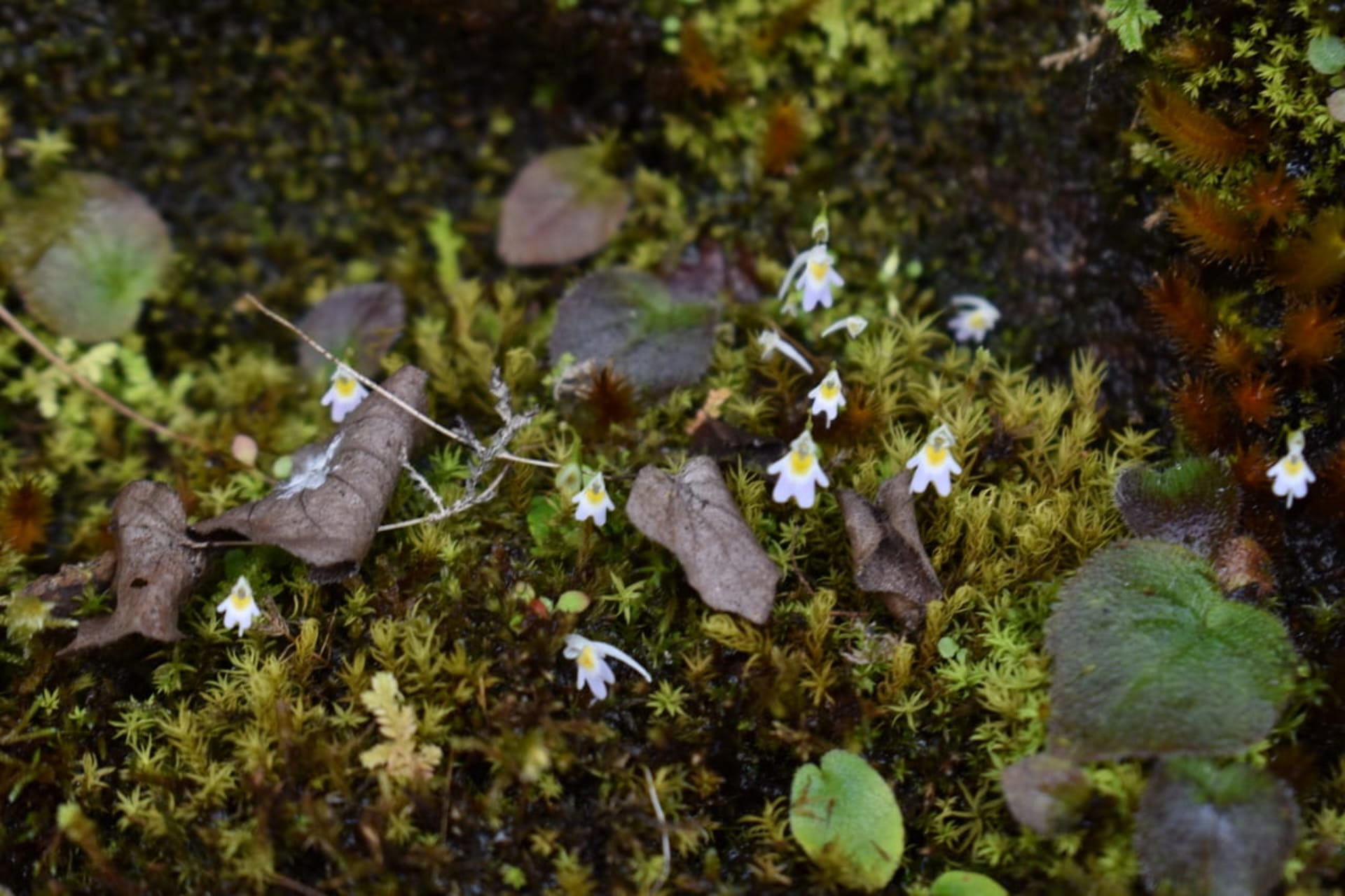 Carnivorous plant found in Uttarakhand, which eats mosquitoes and insects, See Photos