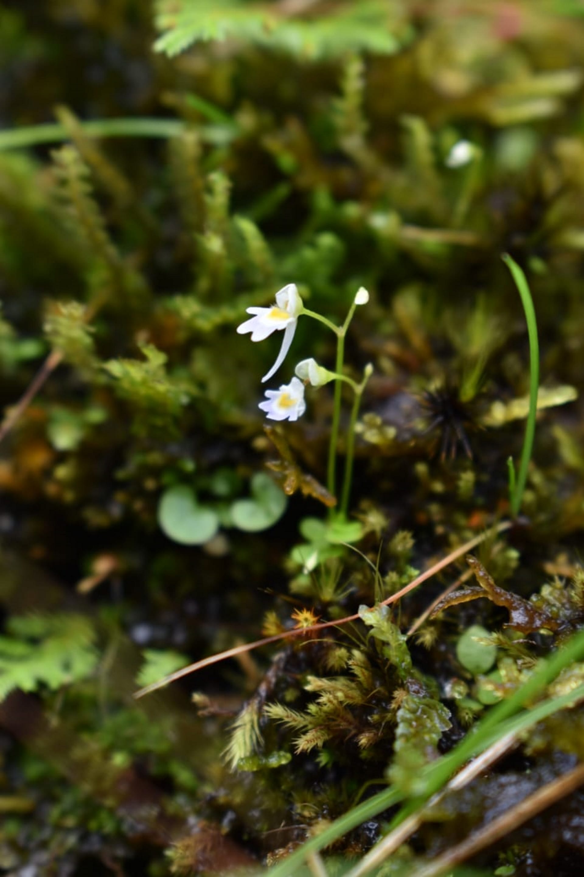 Carnivorous plant found in Uttarakhand, which eats mosquitoes and insects, See Photos