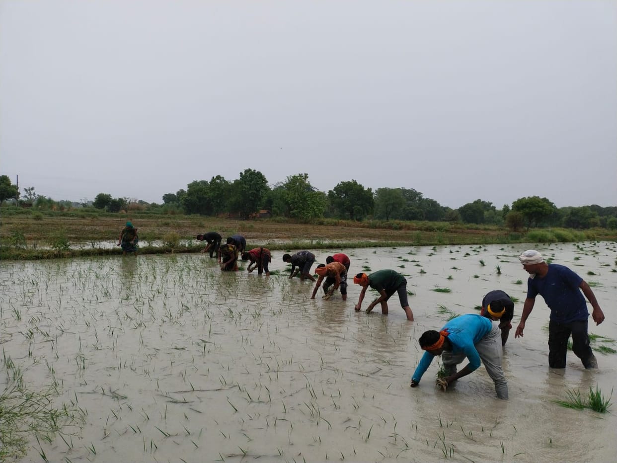 Farmers happy due to rain, paddy transplanting started