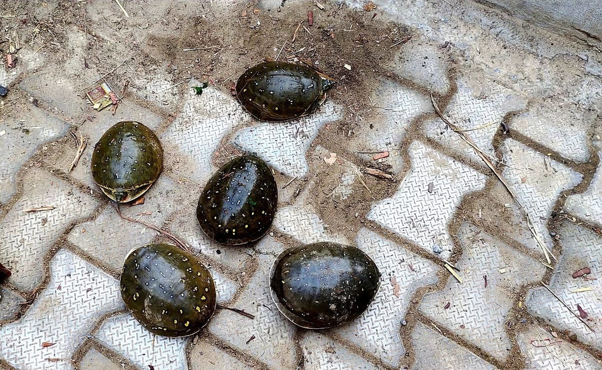 The villagers caught the women taking away the tortoise stealing from the johad of Nadhodi