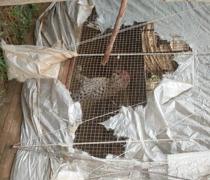 Guldar entered the chicken farm house, the gate was closed