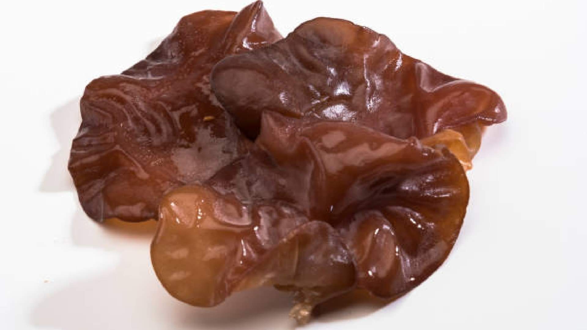 What Does Jelly Ear Fungus Look Like  In Europe News In Hindi