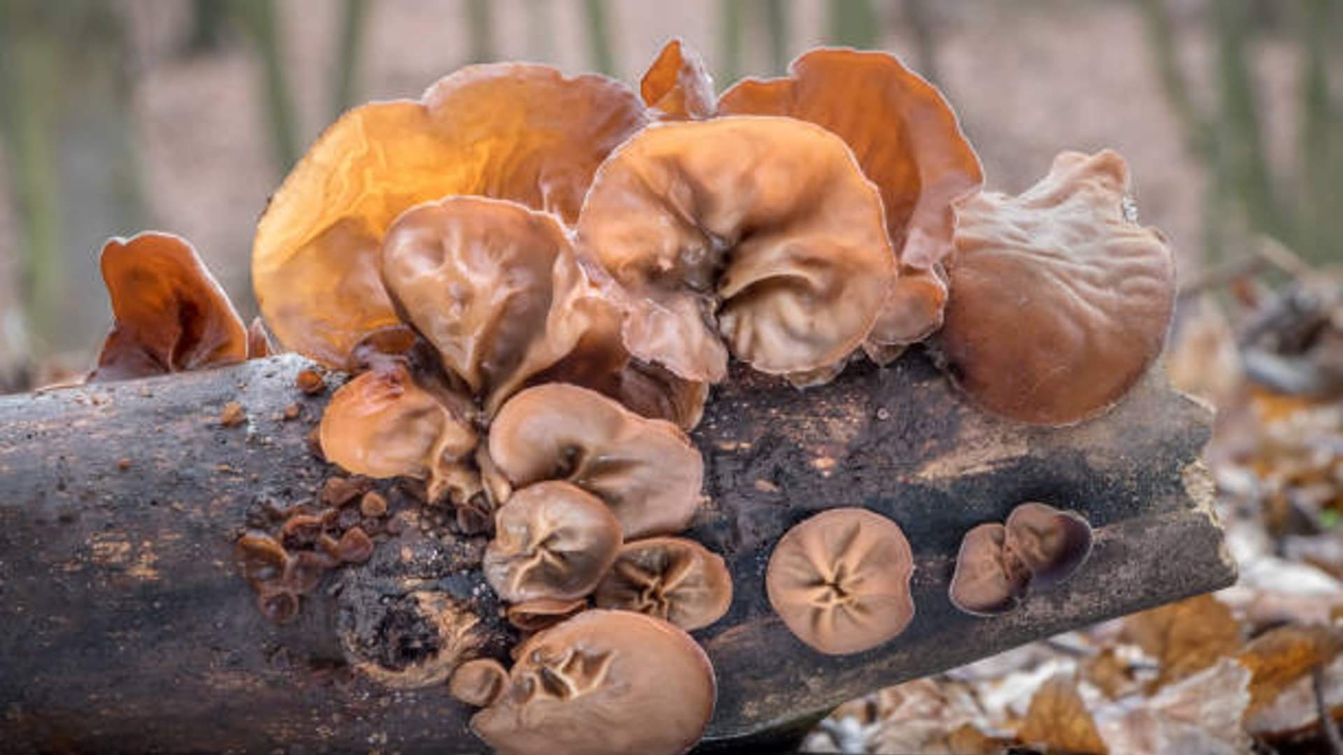 What Does Jelly Ear Fungus Look Like  In Europe News In Hindi