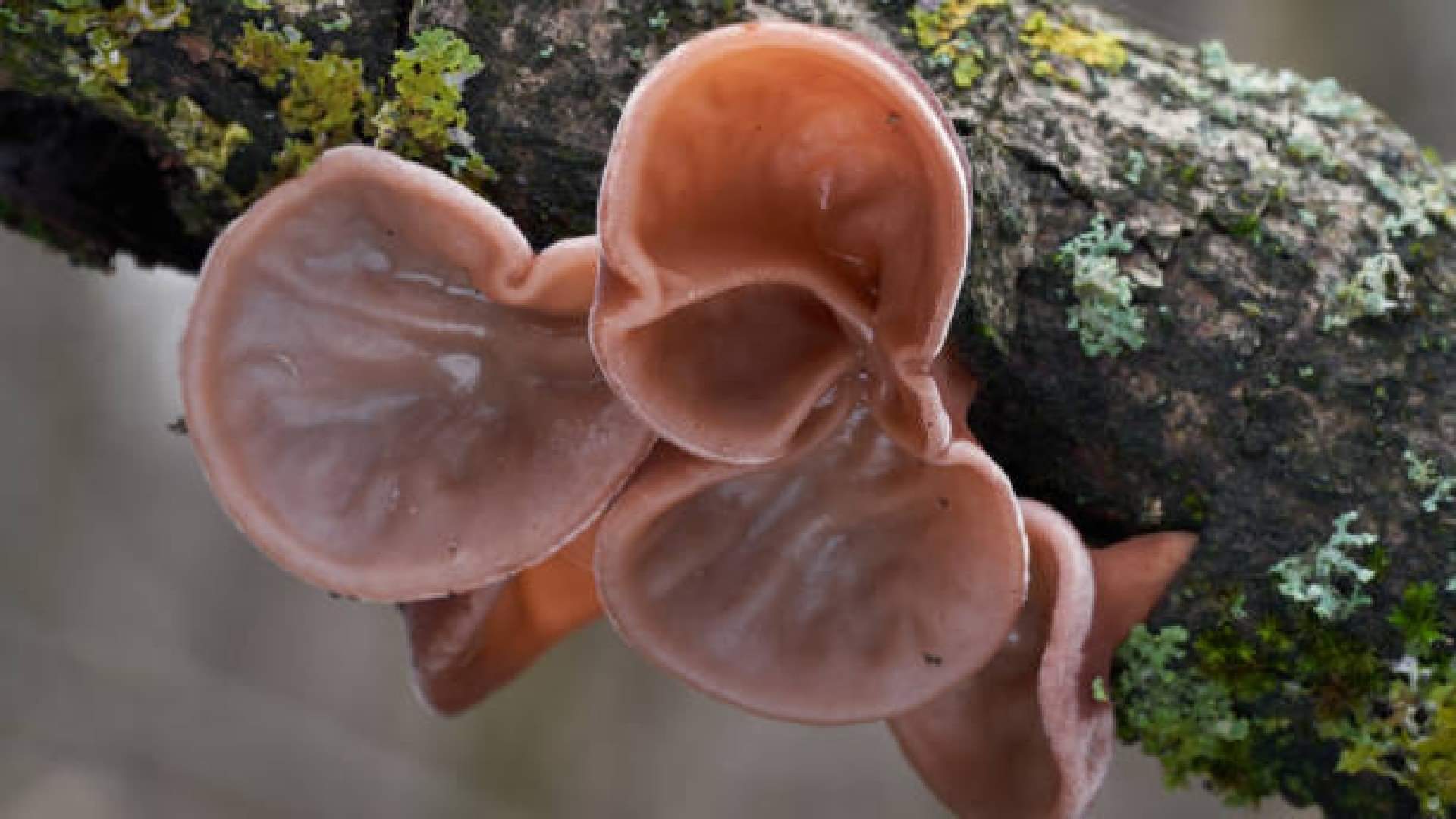What Does Jelly Ear Fungus Look Like  In Europe News In Hindi