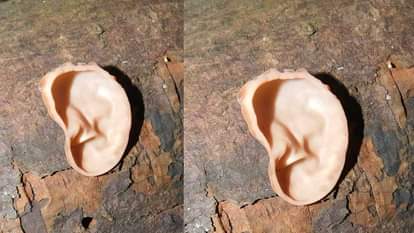 What Does Jelly Ear Fungus Look Like  In Europe News In Hindi