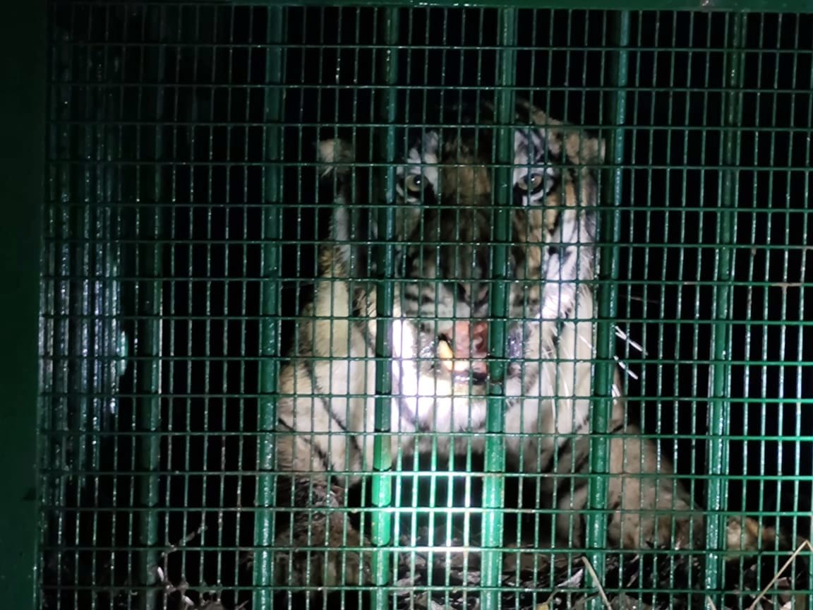 The tigress who hunts humans is also imprisoned in the cage