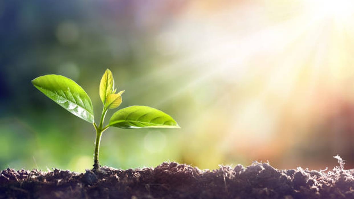 Trees And Plants Can Produce Food At Night Without Sunlight News In Hindi