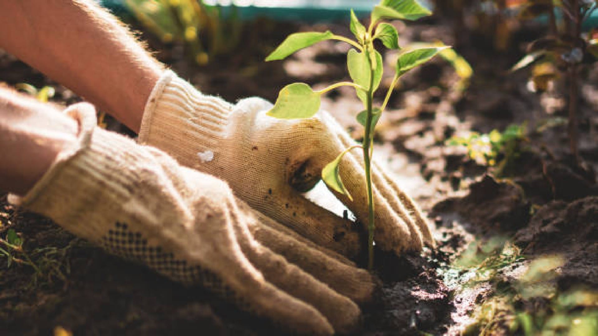 Trees And Plants Can Produce Food At Night Without Sunlight News In Hindi