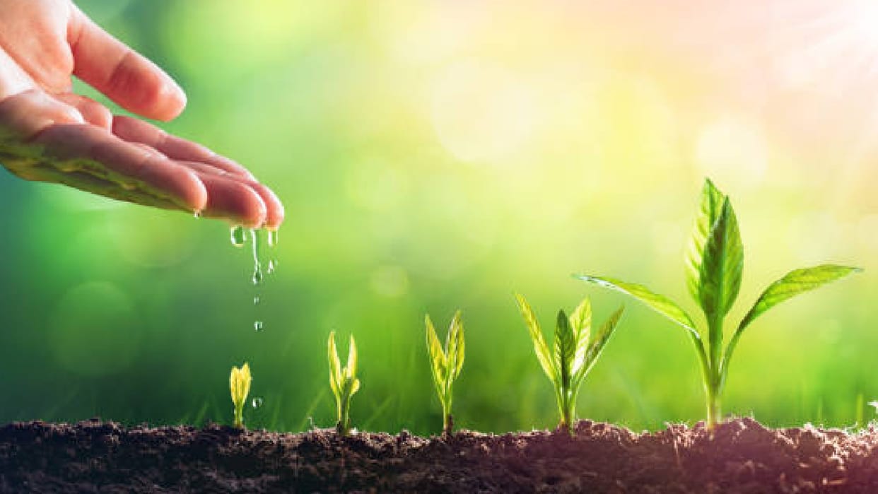 Plants will grow and thrive by having balanced diet and listening to music in hi-tech nursery
