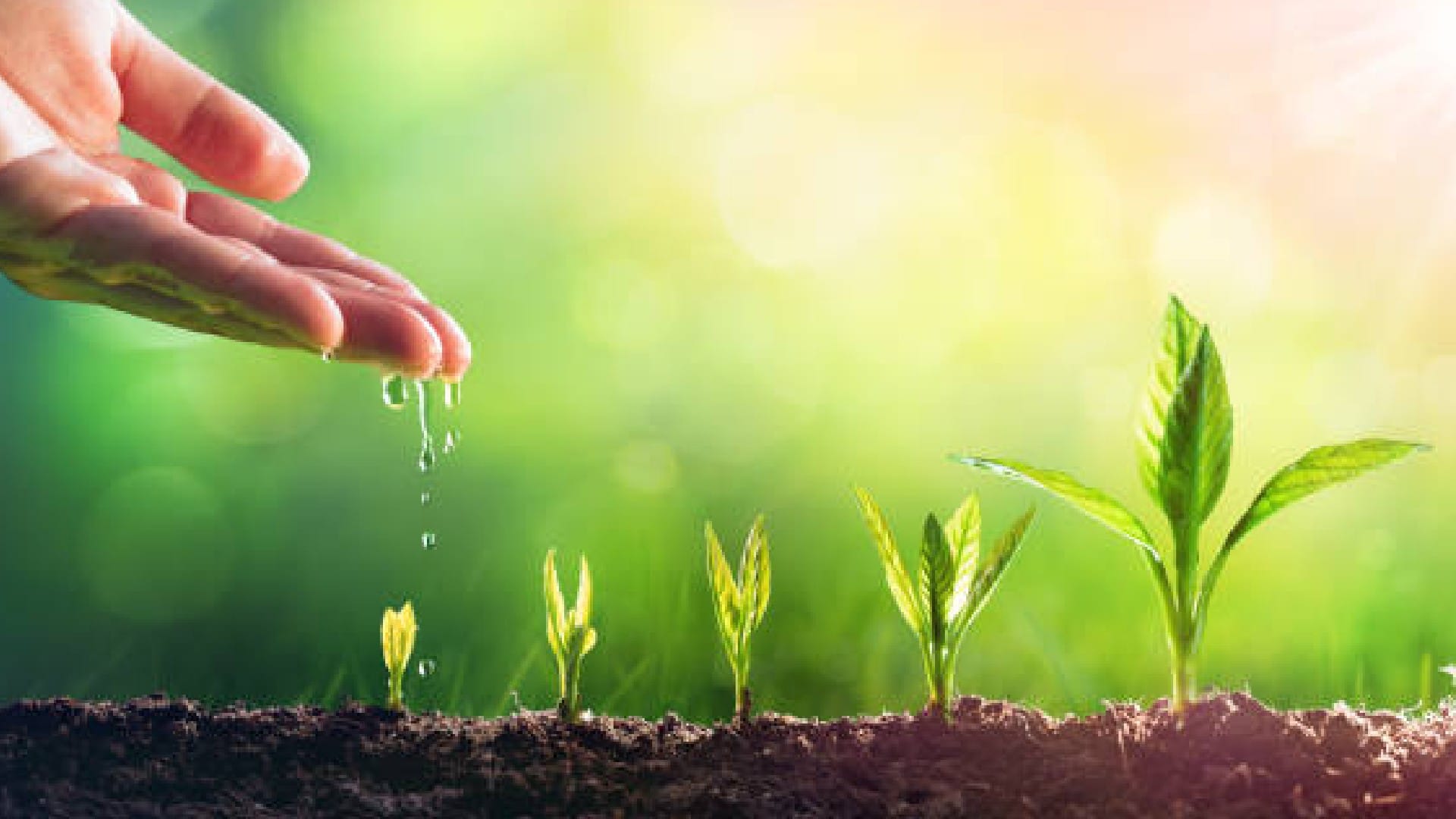 Trees And Plants Can Produce Food At Night Without Sunlight News In Hindi