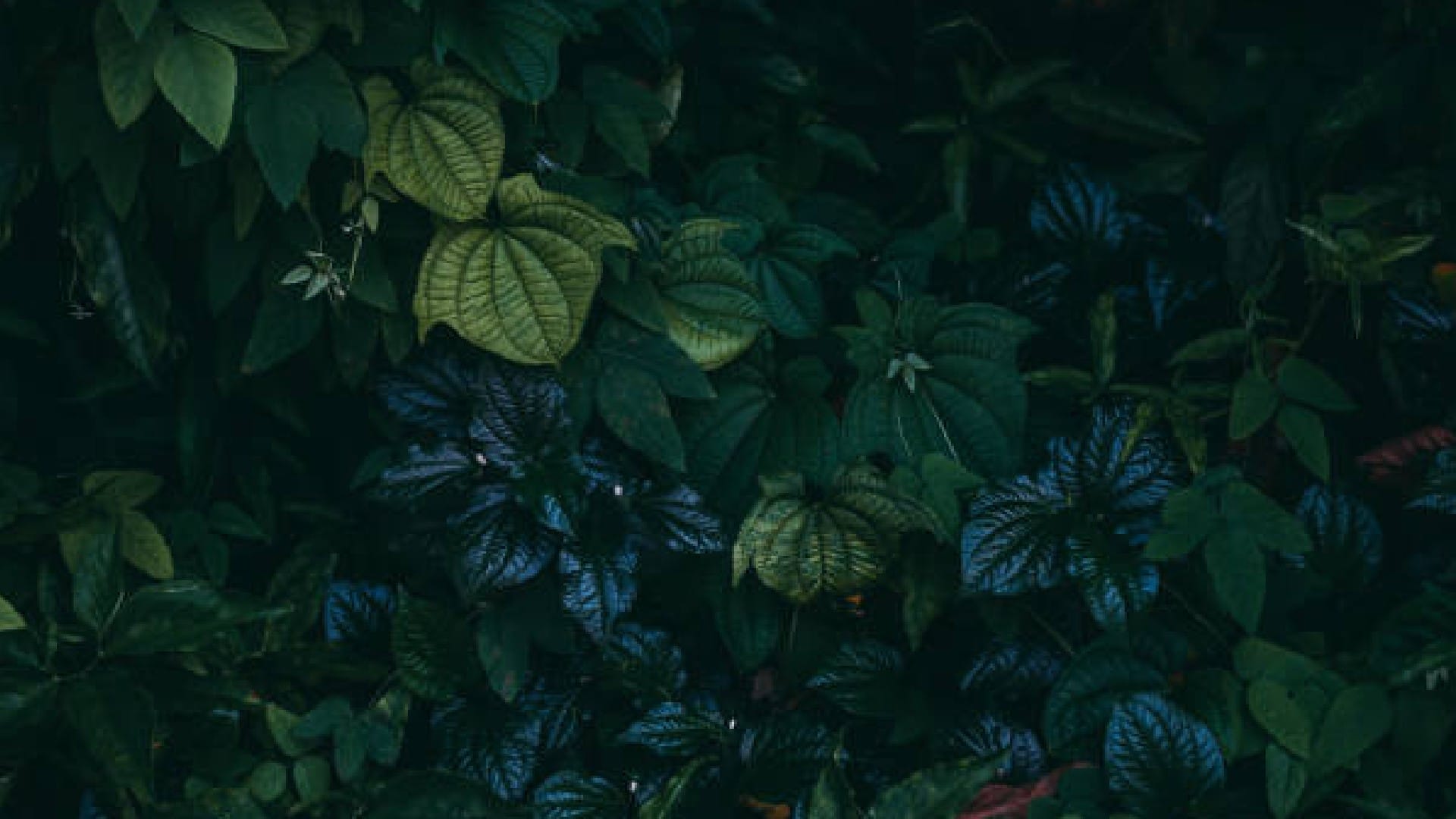 Trees And Plants Can Produce Food At Night Without Sunlight News In Hindi