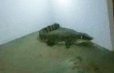 Seeing the crocodile sitting in the verandah of the house, there was a stir