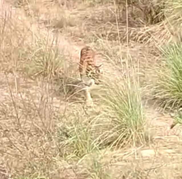 Panic among passersby due to sighting of tiger on the road