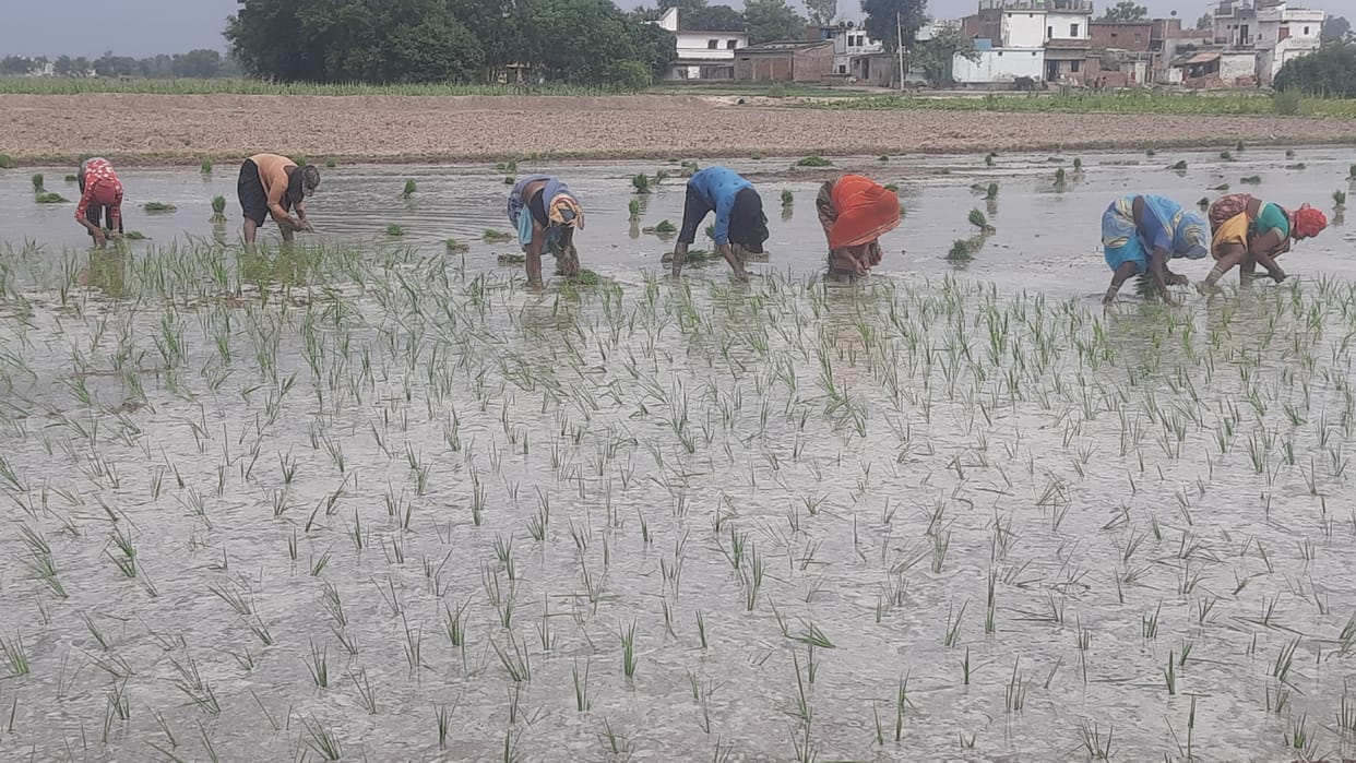 Erratic monsoon damaging crops Experts say no impact likely on food security but farmers bearing brunt