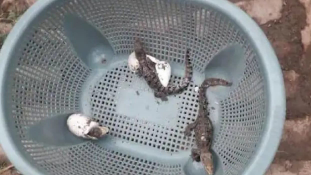 Muzaffarnagar: Panic among villagers after finding half a dozen baby crocodile in Khadar
