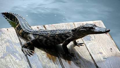 Mexico Mayor Victor Hugo Sosa Marry to His Alligator Video Went Viral on Social Media Latest News in Hindi