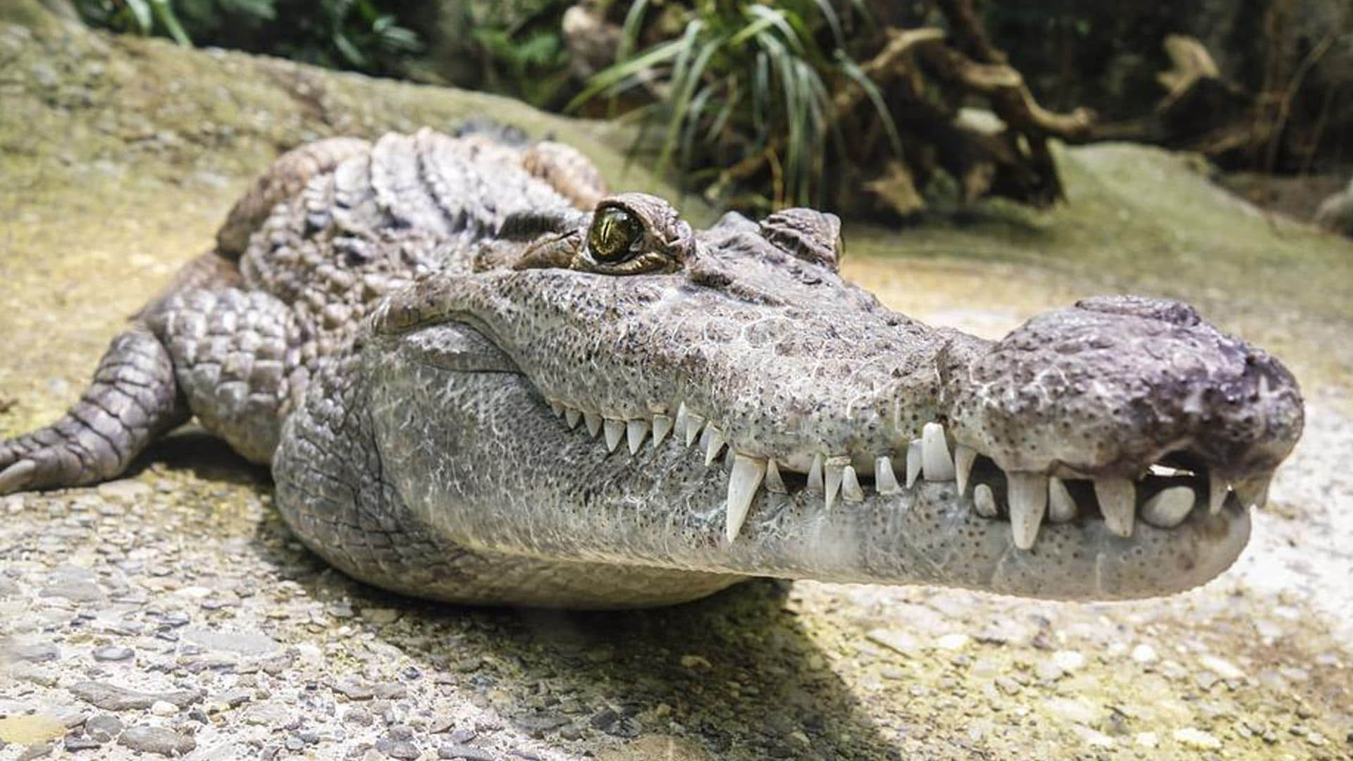 Mexico Mayor Victor Hugo Sosa Marry to His Alligator Video Went Viral on Social Media Latest News in Hindi