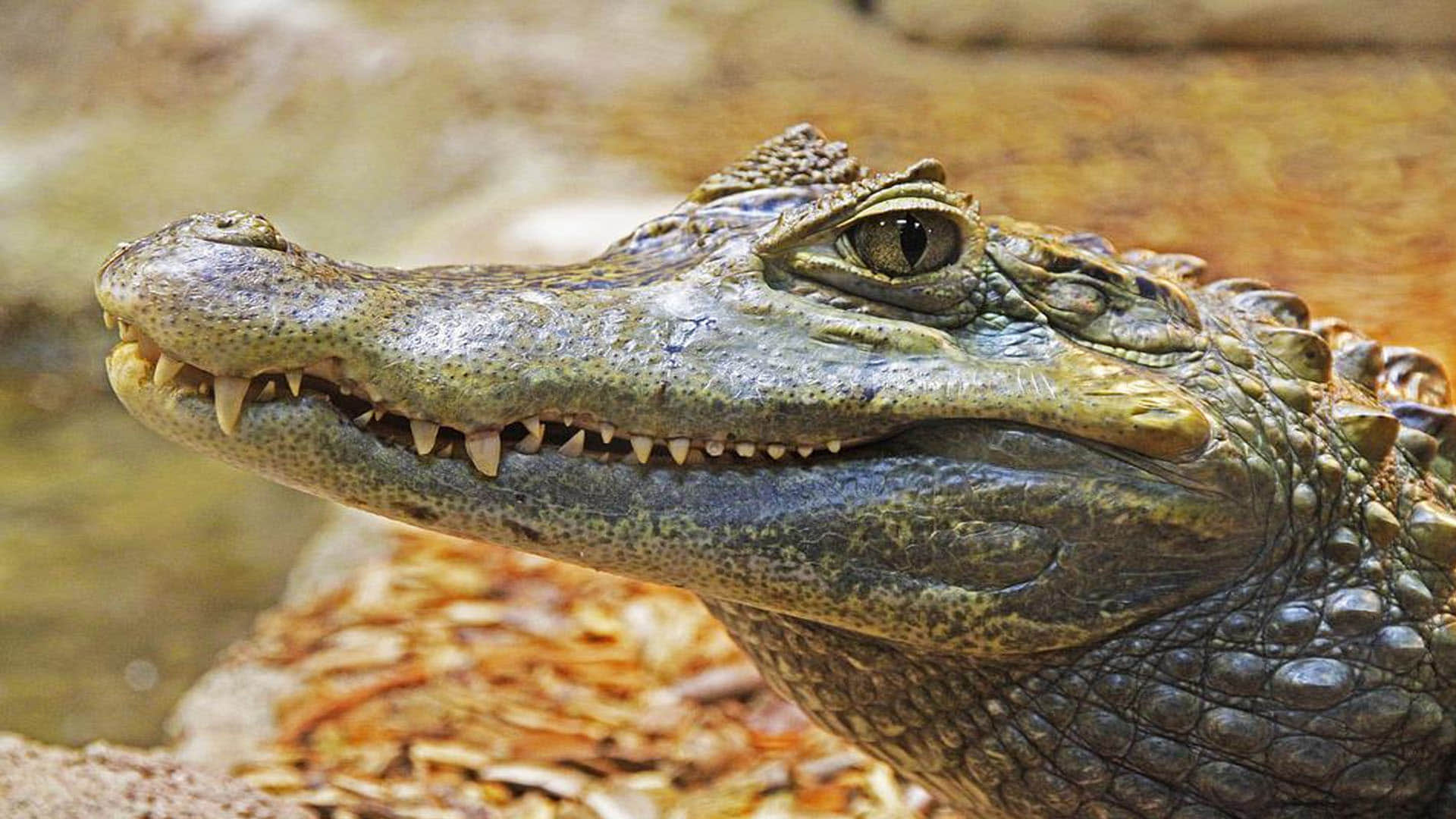 Mexico Mayor Victor Hugo Sosa Marry to His Alligator Video Went Viral on Social Media Latest News in Hindi