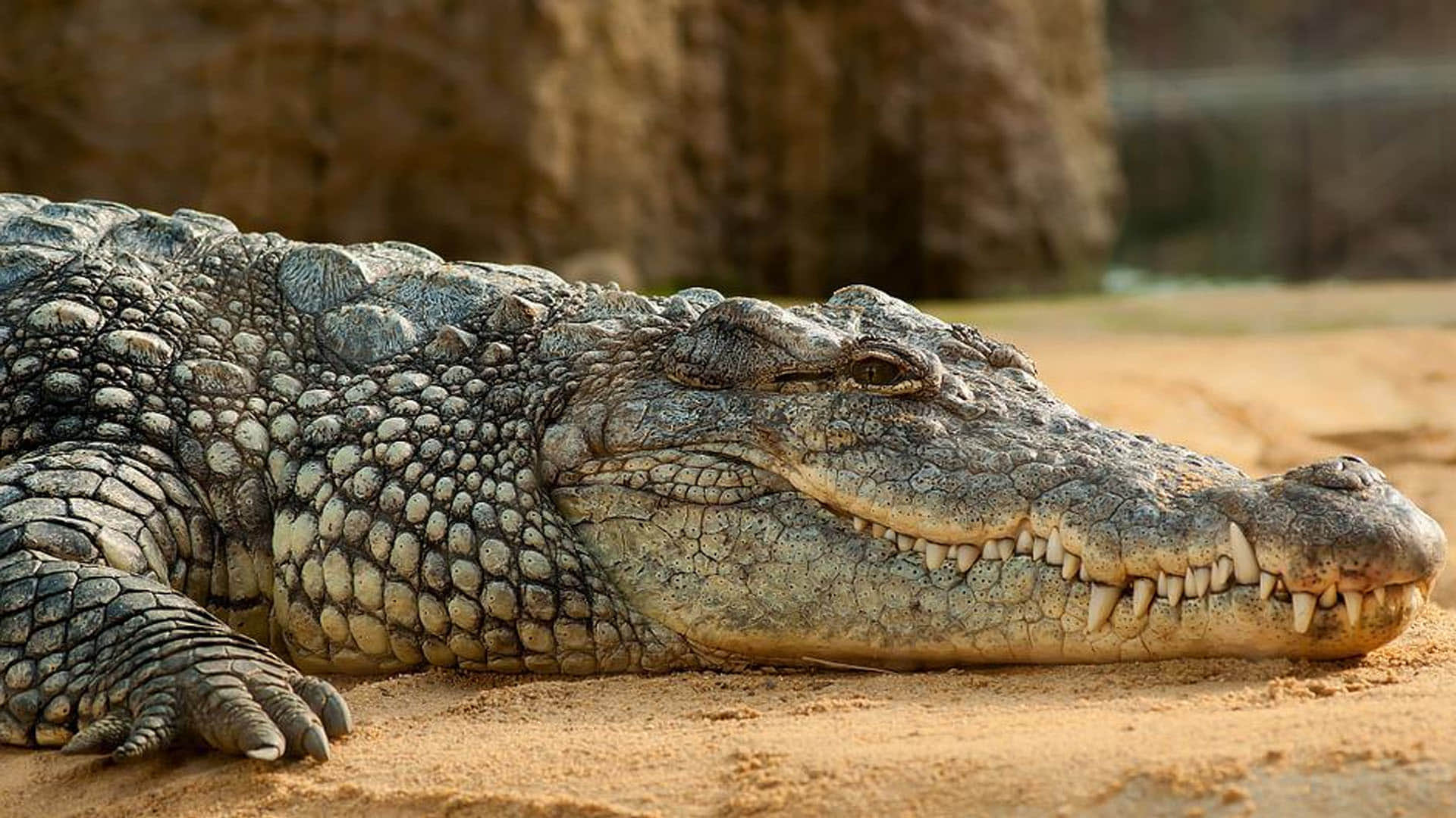 Mexico Mayor Victor Hugo Sosa Marry to His Alligator Video Went Viral on Social Media Latest News in Hindi