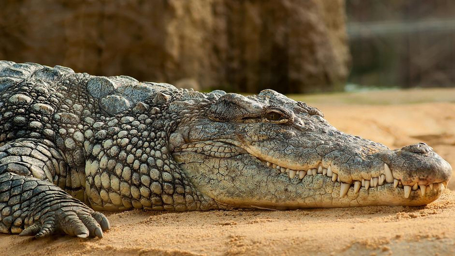 Mexico Mayor Victor Hugo Sosa Marry to His Alligator Video Went Viral on Social Media Latest News in Hindi